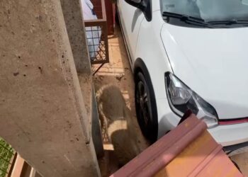 Capivara se perde da família, se esconde em condomínio e precisa ser resgatada