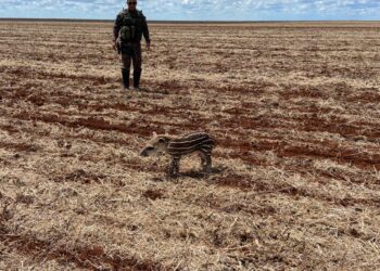 Filhote de anta é encontrado “chamando” pela mãe em fazenda de MS