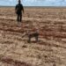 Filhote de anta é encontrado “chamando” pela mãe em fazenda de MS