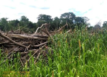 Assentado é multado em R$ 2 mil por derrubar árvores e construir lavoura