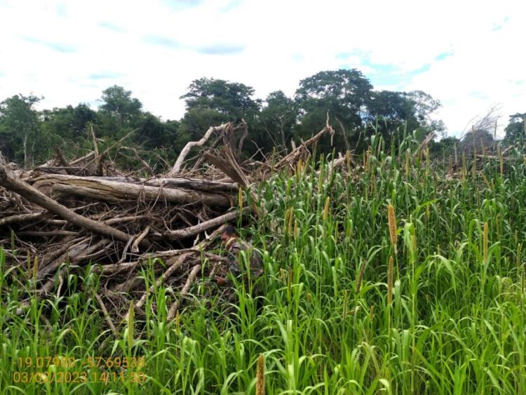 Assentado é multado em R$ 2 mil por derrubar árvores e construir lavoura