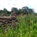 Assentado é multado em R$ 2 mil por derrubar árvores e construir lavoura