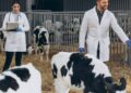 Capital adere ao Programa + Pecuária Brasil que leva melhoria genética aos pequenos produtores
