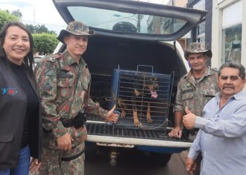 “Família” abandona Rottweiler para ir para outro Estado e PMA precisa resgatar o cão