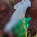 Corpo com sinais de tortura e enrolado em plástico filme é encontrado na fronteira