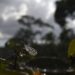 Quinta-feira terá pancadas de chuvas isoladas em Mato Grosso do Sul