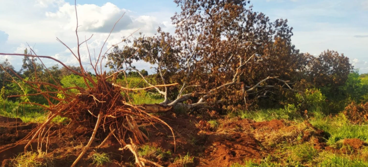 Sete são autuados em R$ 86 mil por derrubar árvores para explorar madeira em MS