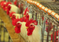 Iagro intensifica ações de conscientização sobre gripe aviária e coloca 0800 à disposição da população