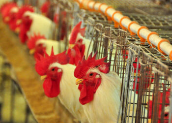 Iagro intensifica ações de conscientização sobre gripe aviária e coloca 0800 à disposição da população