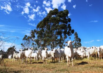 Governo de MS leva para a Dinapec inovações em sustentabilidade, de olho no futuro da agropecuária