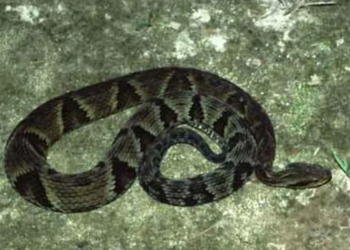 Duas cobras jararacas são encontradas em residência de idoso de 61 anos