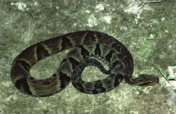 Duas cobras jararacas são encontradas em residência de idoso de 61 anos