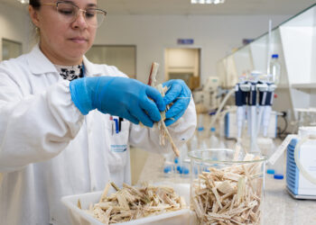 ISI Biomassa desenvolve biocarvão para reduzir emissão de CO2 na atmosfera