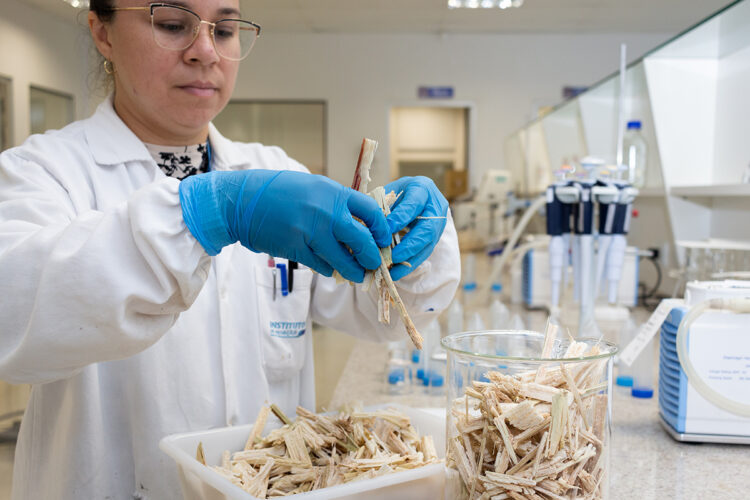 ISI Biomassa desenvolve biocarvão para reduzir emissão de CO2 na atmosfera