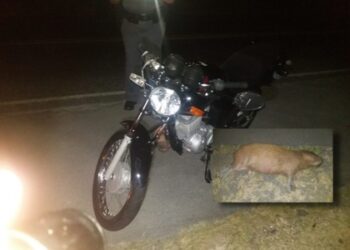 Jovem de 20 morre em MS ao bater motocicleta em capivara