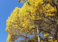 Para colorir avenida da Capital, projeto convida comunidade para plantio de ipês e árvores do Cerrado
