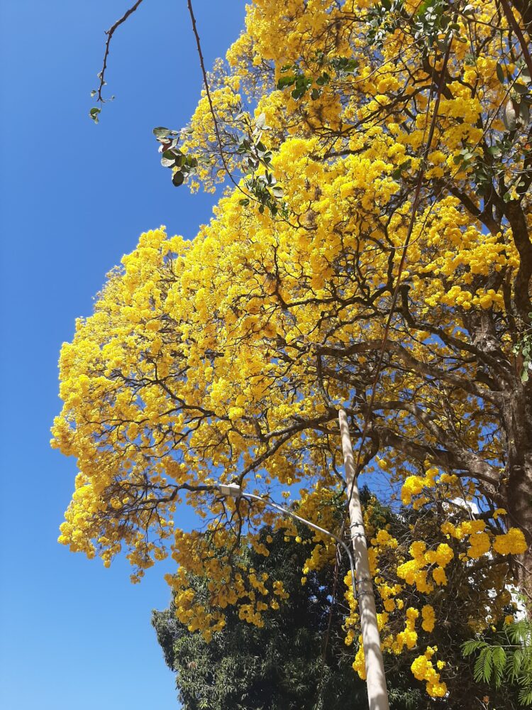 Para colorir avenida da Capital, projeto convida comunidade para plantio de ipês e árvores do Cerrado