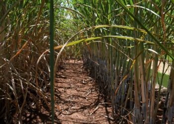 Com apoio do Governo, setor sucroenergético de MS tem a 4ª maior produção de cana do Brasil