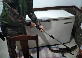 Susto: Jacaré é encontrado em recepção de hotel e PMA é acionada para resgate