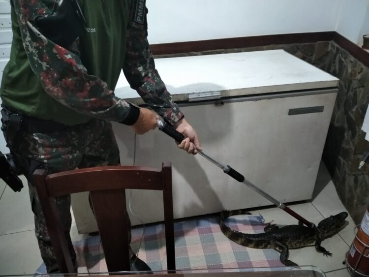Susto: Jacaré é encontrado em recepção de hotel e PMA é acionada para resgate