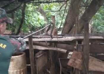 PMA captura cascavel de cerca de 1,5 metro em quintal de casa na Capital