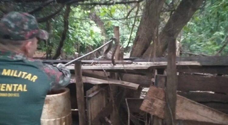 PMA captura cascavel de cerca de 1,5 metro em quintal de casa na Capital