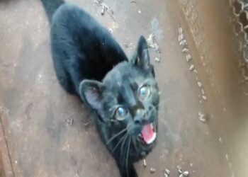 PMA de MS captura gato-maracajá; espécie na lista de extinção