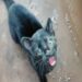 PMA de MS captura gato-maracajá; espécie na lista de extinção