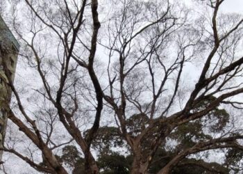 Após parecer técnico, Prefeitura decide remover Figueira do canteiro central da Afonso Pena