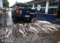 Pescador é multado em R$ 10,2 mil com 360 kg de pescado