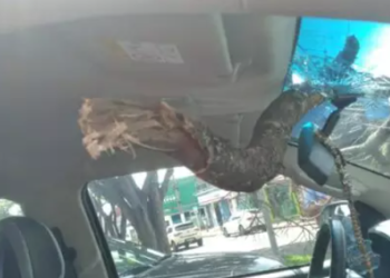 Galho de Sibipiruna cai e atravessa vidro de caminhonete deixando duas mulheres feridas