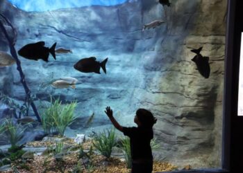 No Dia Mundial de Conscientização do Autismo, Bioparque realiza visitação inclusiva