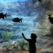 No Dia Mundial de Conscientização do Autismo, Bioparque realiza visitação inclusiva