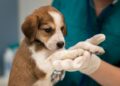 Nesta Páscoa, divida amor e não chocolate com seu pet, alerta assessoria de defesa animal