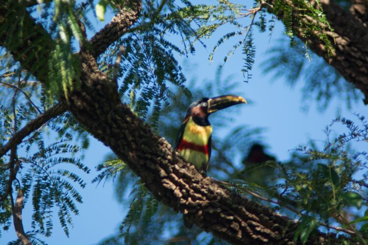 Dia Municipal da Observação de Aves é marcado com trilha e city tour especial