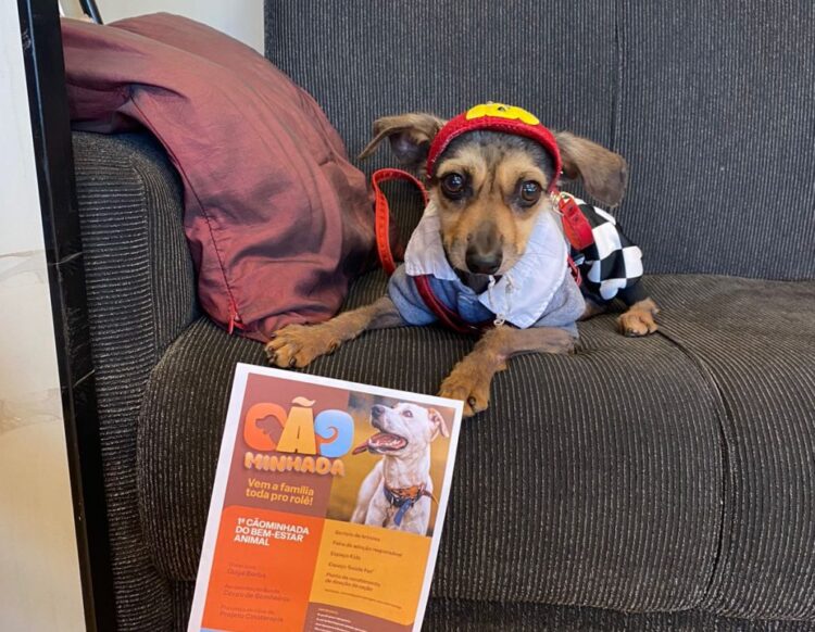 Agendão pro final de semana: Cãominhada, Semana de Museus e Festa de São Benedito; entre outros eventos