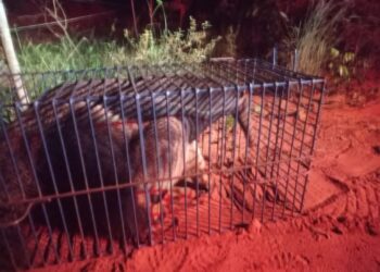 Tamanduá-bandeira sai pra dar um rolê na cidade é e capturado em residência