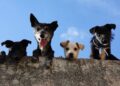 Supermercado realiza feira de adoção de animais neste sábado em Campo Grande