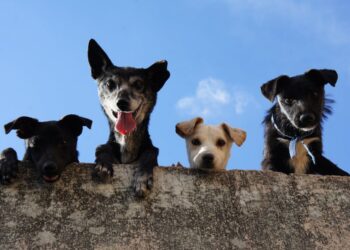 Supermercado realiza feira de adoção de animais neste sábado em Campo Grande
