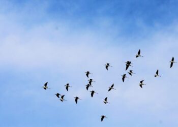 Tempo amanhece fresco e fica quente durante a tarde nesta sexta-feira em MS