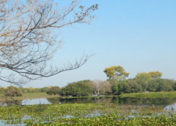 Ong internacional ambiental promove em MS evento com palestrante da UNESCO