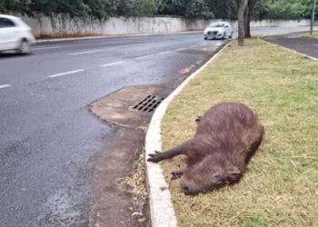 Capivara é encontrada morta atropelada na Avenida Lúdio Martins Coelho