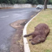 Capivara é encontrada morta atropelada na Avenida Lúdio Martins Coelho