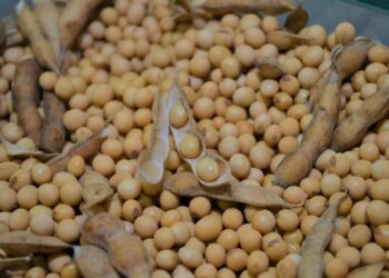 Com produção histórica acima de 15 milhões de toneladas, safra da soja em MS aumenta 72,65% em relação ao ciclo anterior