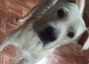Cachorrinha Luna desaparece no Buriti durante a chuva e tutora está desesperada a procura