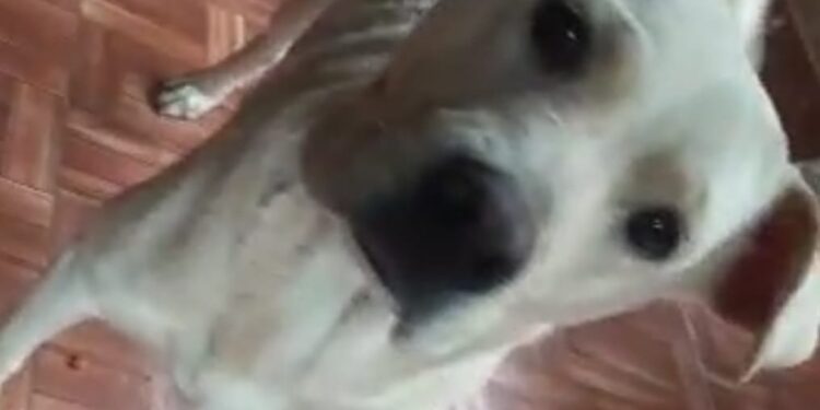 Cachorrinha Luna desaparece no Buriti durante a chuva e tutora está desesperada a procura