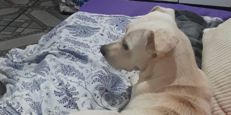 Cachorrinha Luna desaparece no Buriti durante a chuva e tutora está desesperada a procura