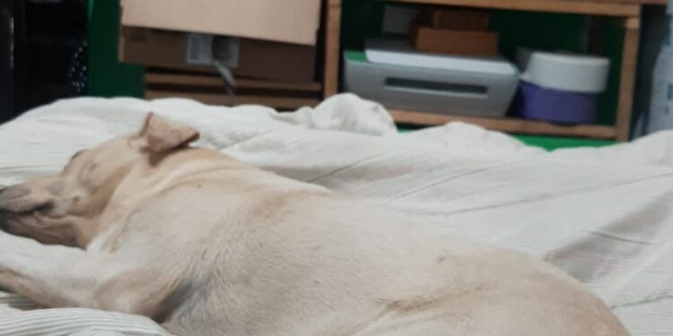 Cachorrinha Luna desaparece no Buriti durante a chuva e tutora está desesperada a procura