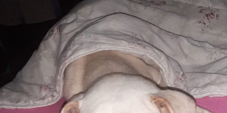 Cachorrinha Luna desaparece no Buriti durante a chuva e tutora está desesperada a procura