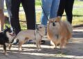 Seminário discute política de proteção aos animais em MS nesta terça e quarta-feira